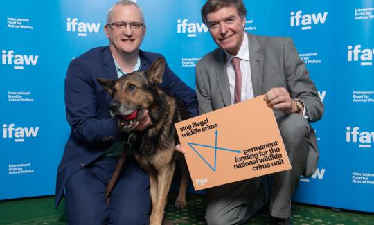 Philip Dunne MP with police dog Finn and his handler in Parliament to celebrate passage of Finn’s Law.